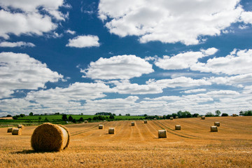 Champ de blé coupé avec ballots de foin