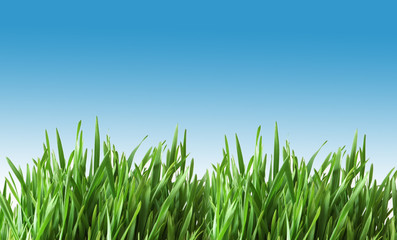 Green glass isolated on the white background