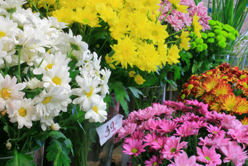 florist shop -chrysanthemum 1