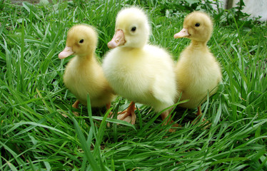 ducklings