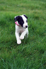 Fototapeta premium chiot jack russel
