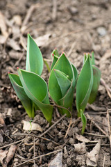 sprouts of tulip