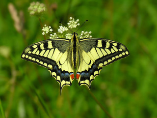 Fototapeta premium The butterfly Machaon