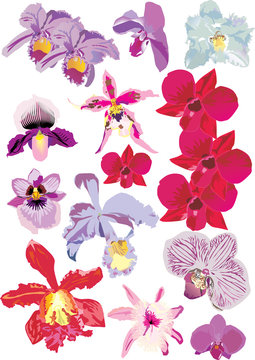 beautiful orhids