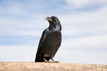Raven (CO)