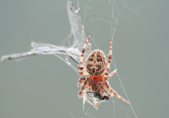 Araignée épeire diadème 