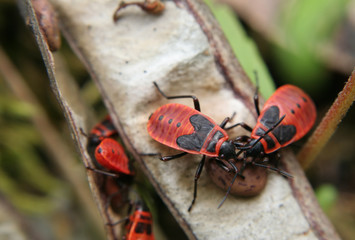 Punaises rouges