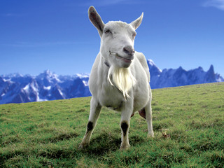 Obraz premium mountain goat