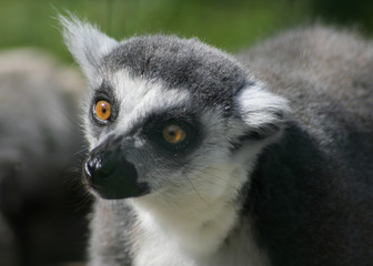 Naklejka na ściany i meble Lemur catta