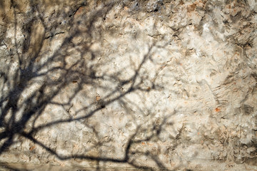 Shadow from a tree on an old wall