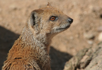 Fototapeta premium Mangouste