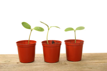 Seedlings in pots