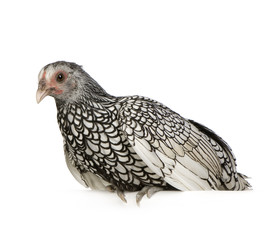 Sebright Bantams