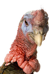 turkey © Eric Isselée