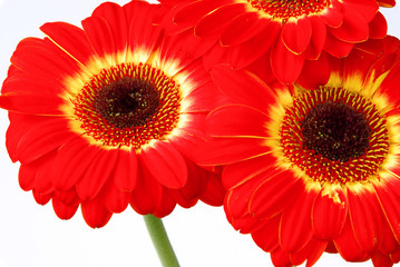 Gerbera 04