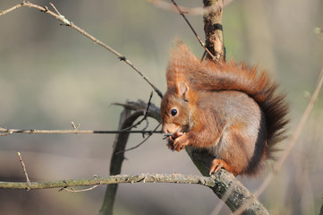 écureuil roux  Red squirrel écureuil roux