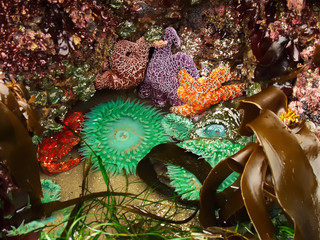 Tide Pool Sea Life