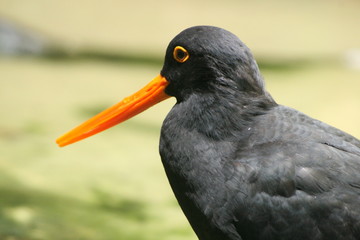 Austernfischer