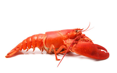 red lobster