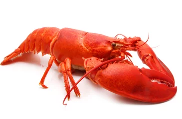Kussenhoes red lobster © Lana Langlois