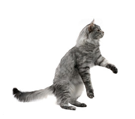 maine coon cat