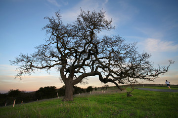 Oak Tree at sunset