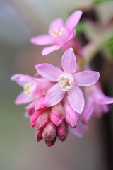 Fototapeta na wymiar flowering redcurrant