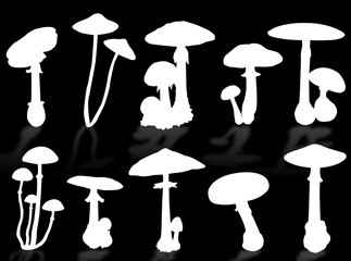 Funghi in silhouette