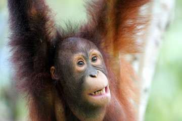 Orangutans