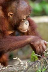 Orangutans