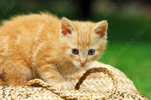 "Katzenjunges, Kater" Stockfotos und lizenzfreie Bilder auf Fotolia.com