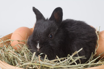 black bunny in the basket and eggs