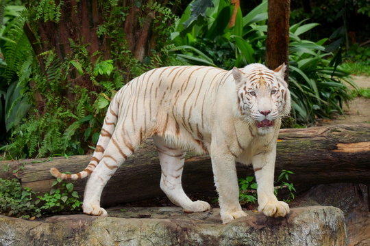 Tiger 2094