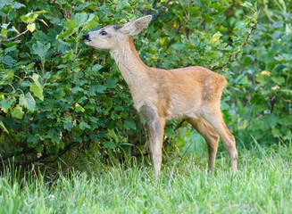 Roe deer.