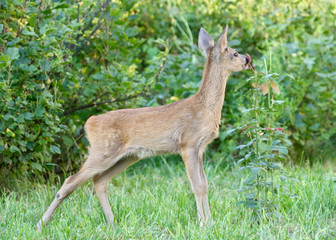 Roe deer.