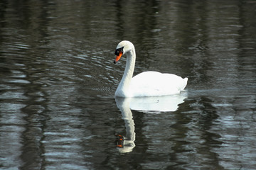 White swan swimming in a lake