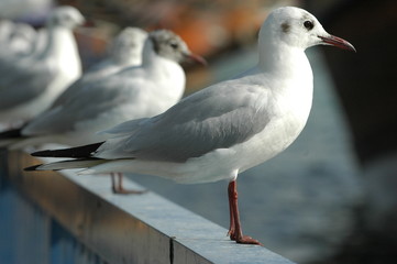 Sea gull