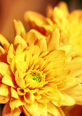 Vibrant Yellow Flower