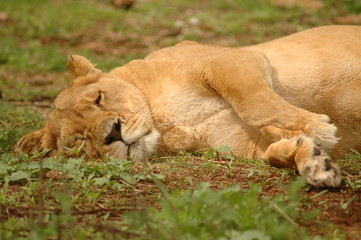 Fototapeta na wymiar Sleeping Lioness 