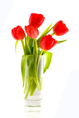 Tulip flower