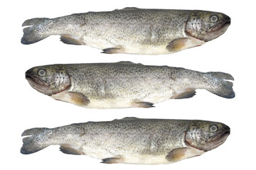 Trout fish isolated on white background