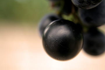 grano de uva
