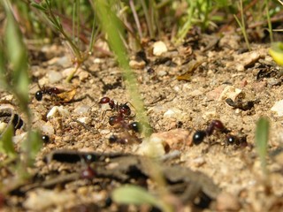 formiche che allestiscono il loro campo
