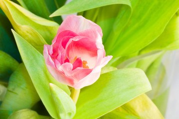 tulip