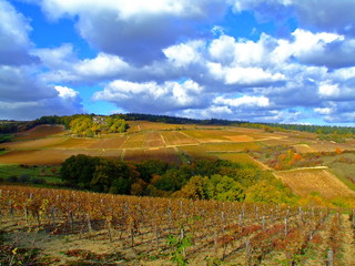 Fototapeta na wymiar winnice w Burgundii