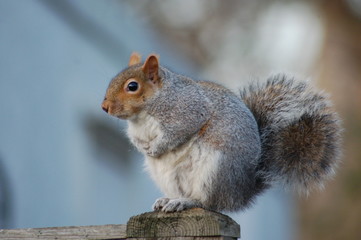 Squirel