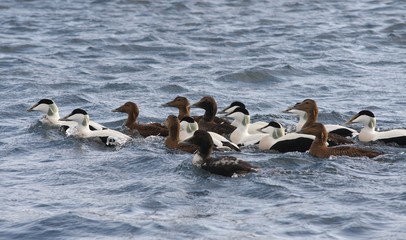 Fototapeta premium Common eider,