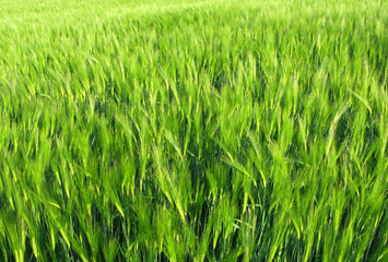 green field