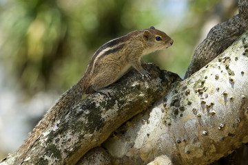 Chipmunk on a tree trunk