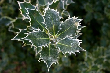 frozen holly